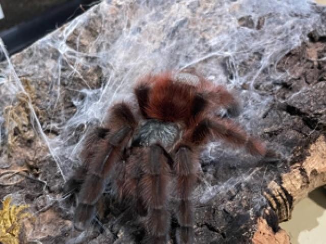 0.1 Caribena Versicolor ADULT - 1