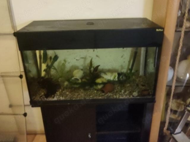 Aquarium mit Unterschrank 112l  Zubehör Fische - 1